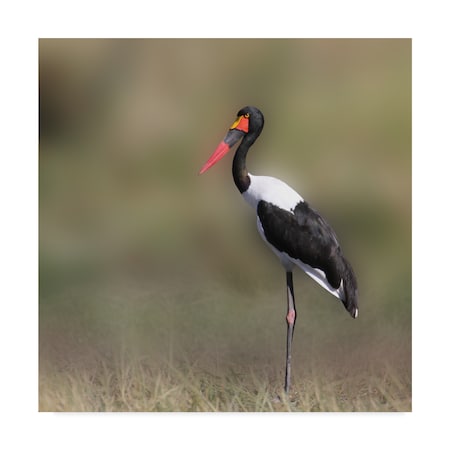 Trademark Fine Art Andre Marais 'Standing Tall Bird' Canvas Art, 18x18 1X07289-C1818GG